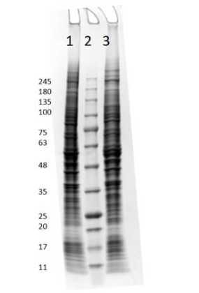 SDS PAGE Results of HT-1080 Whole Cell Lysate.<br />Lane 1: HT-1080 Whole Cell Lysate Non-Reduced [10 μg].<br />Lane 2: Opal Prestained Molecular Weight Marker.<br />Lane 3: HT-1080 Whole Cell Lysate Reduced [10 μg].<br />4-20% Gel, Coomassie Stained.